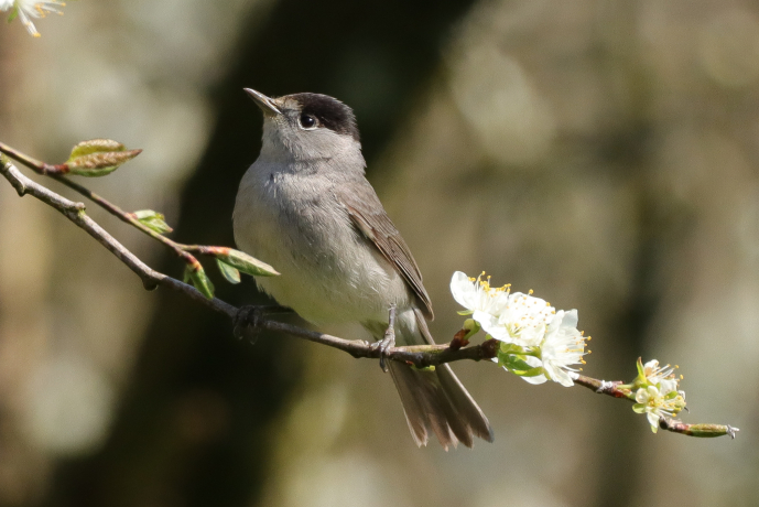 Fauvette à tête noire sur une branche fleurie